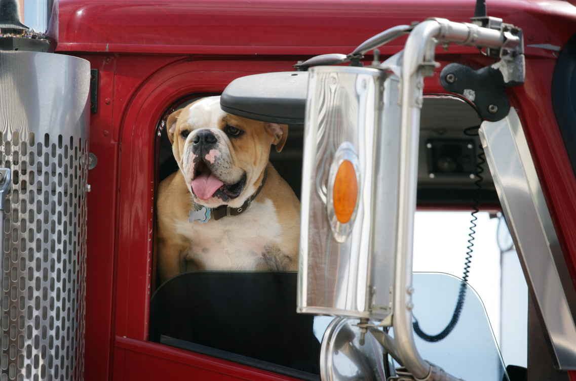 Best Places to Celebrate Take Your Dog to Work Day if You’re a Truck Driver